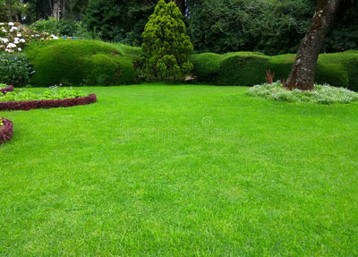 Grass
