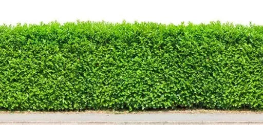 Searsia Glauca Fence 1.2m Including Posts and Clamps Complete Main image