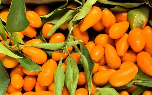 شجرة كمكوات 50 لتر