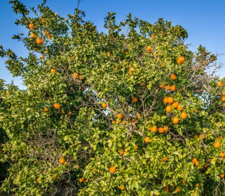 Orange Tree 100L