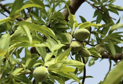 שקד 50 ליטר תמונה ראשית