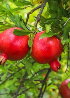 רימון 50 ליטר תמונה ראשית