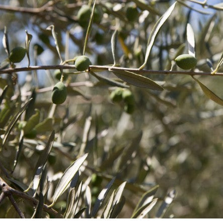 זית ברנע 50 ליטר
