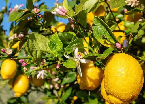 כפיר ליים 25 ליטר תמונה ראשית