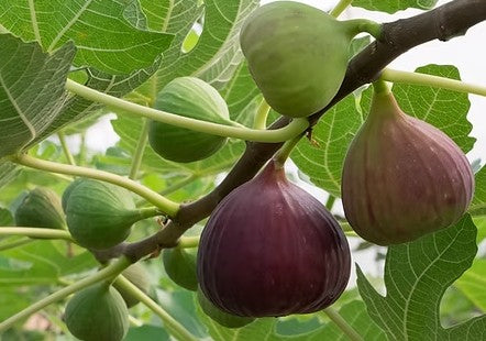 תאנה 50 ליטר