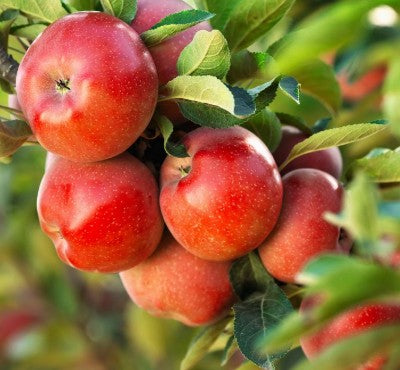תפוח ענה  50 ליטר