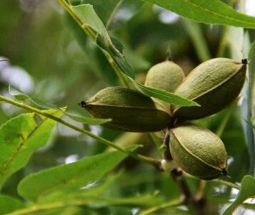 Almond Tree 50L