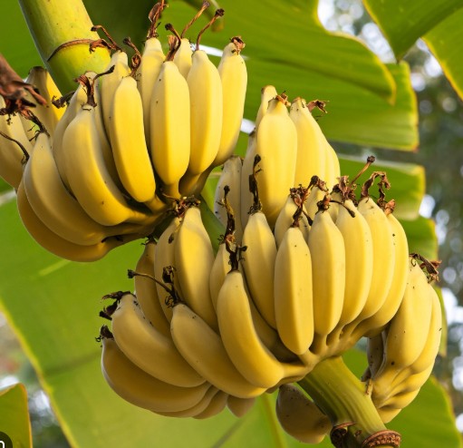 شجرة موز