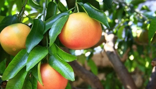 אשכולית אדומה 50ליטר תמונה ראשית