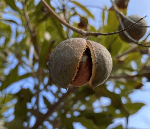 אגוז מקדמיה 50 ליטר תמונה ראשית