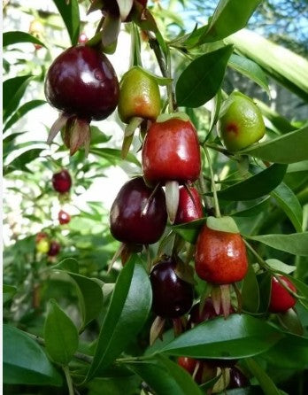 דובדבן ריו גרנדה 25 ליטר תמונה ראשית