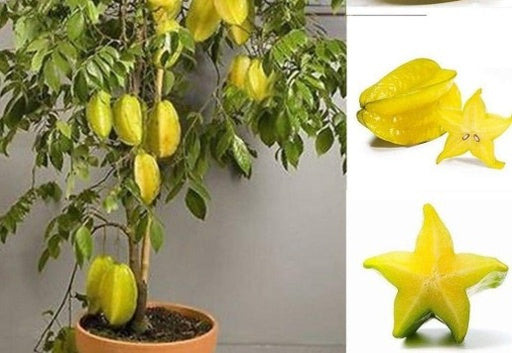 קרמבולה 50 ליטר תמונה ראשית