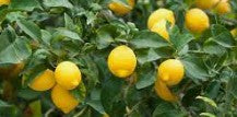 Limequat 50L