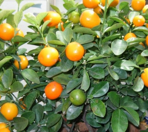 קלמנטינה מיכל 50 ליטר