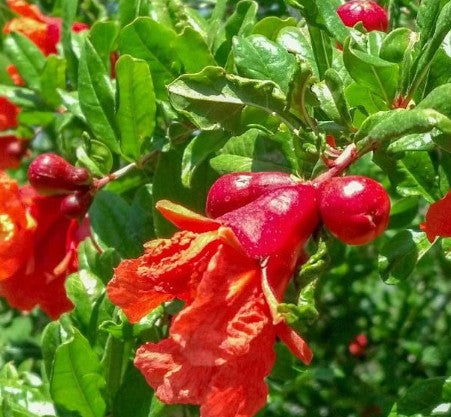 רימון וונדרפול 50 ליטר תמונה ראשית