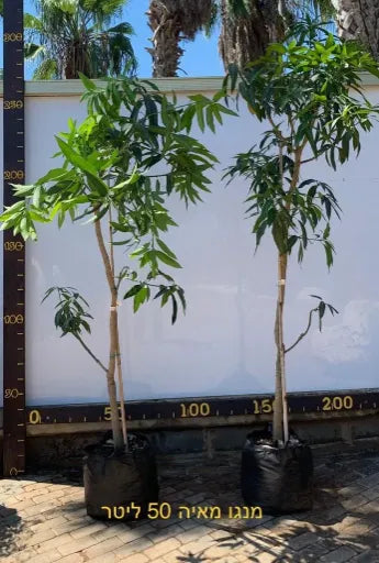 מנגו מאיה 50 ליטר תמונה ראשית