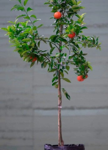 Clementine Container 25L