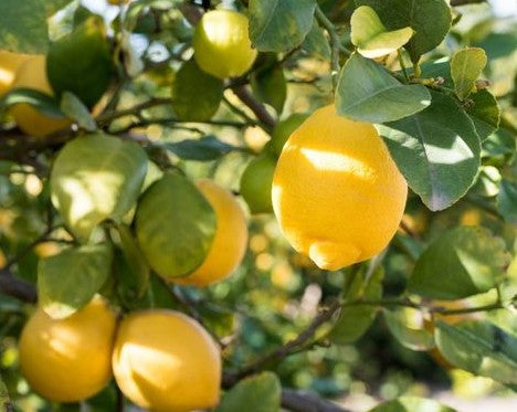 לימון יוריקה 25 ליטר תמונה ראשית