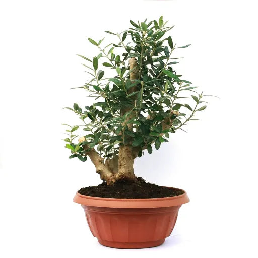 זית קערה 25