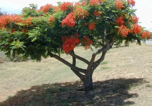 بوانسيانا / شجرة اللهب حجم 8