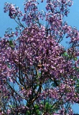 ג`קרנדה גודל 8 Main image