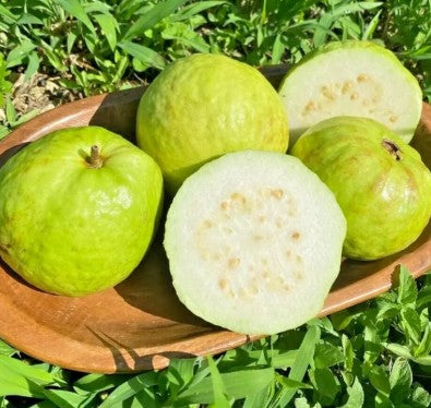 White Guava Size 7 Main image