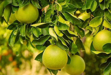 פמלה לבנה 25 ליטר