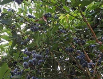 Blueberries 25L Main image