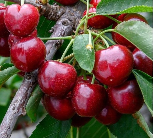 Cherry Tree 20L Main image