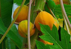 Papaya Tree 50L Main image