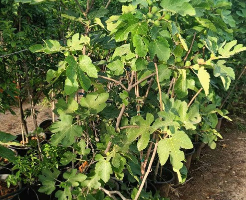 Brazilian Fig Tree 50L