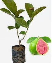 Red Guava 50L Main image