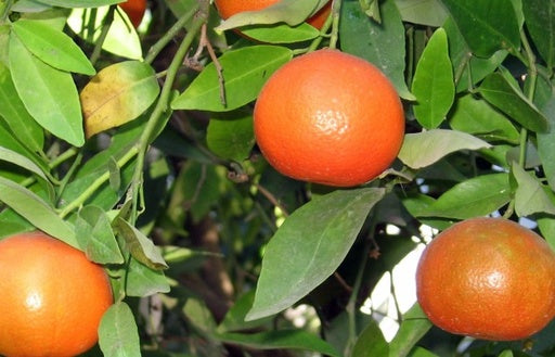 Or Clementine 25L Main image