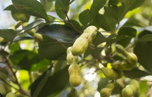 Ice Cream Bean Tree 25L Main image
