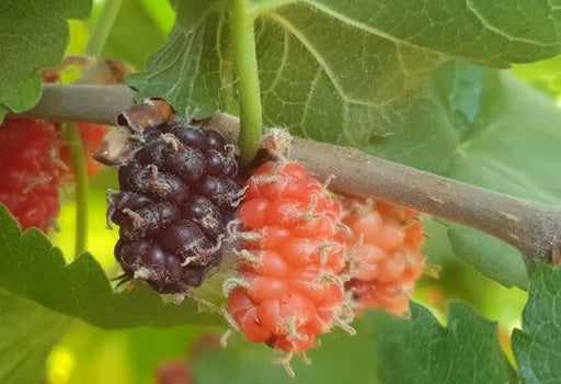 Shami Mulberry Tree 25L Main image