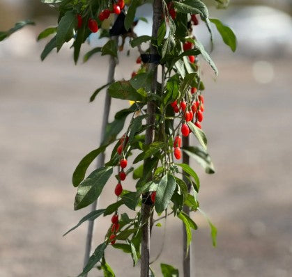 Goji Berry 15L Main image