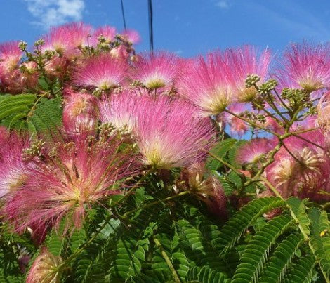 Albizia Julibrissin Size 1.5-2.0 Main image