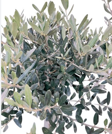 זית פון פון קערה 60 תמונה ראשית