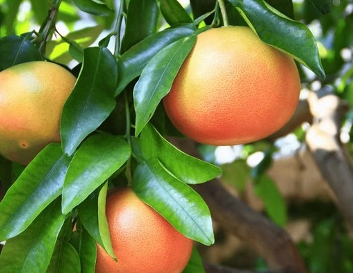 פומלית 25 ליטר תמונה ראשית