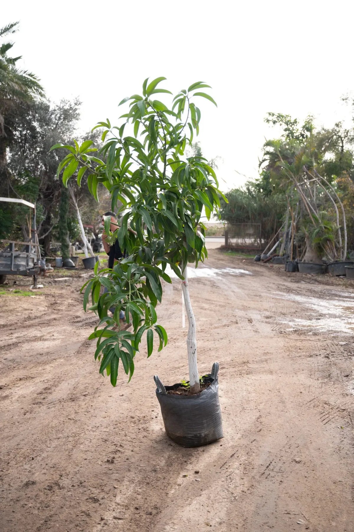 Mango Shelly 50L