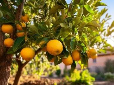 לימון ווילה פרנקה 25 ליטר