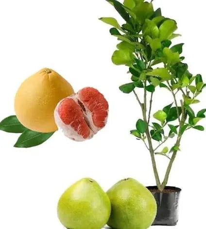פמלה אדומה 50 ליטר תמונה ראשית