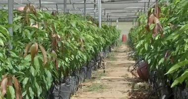 מנגו עומר 25 ליטר תמונה ראשית