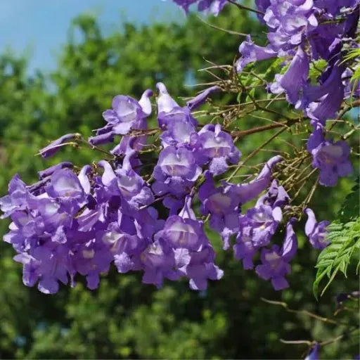 Jacaranda Mimosifolia Main image
