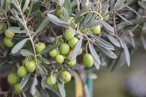 شجرة زيتون بارينتي في دلو الصورة الرئيسية