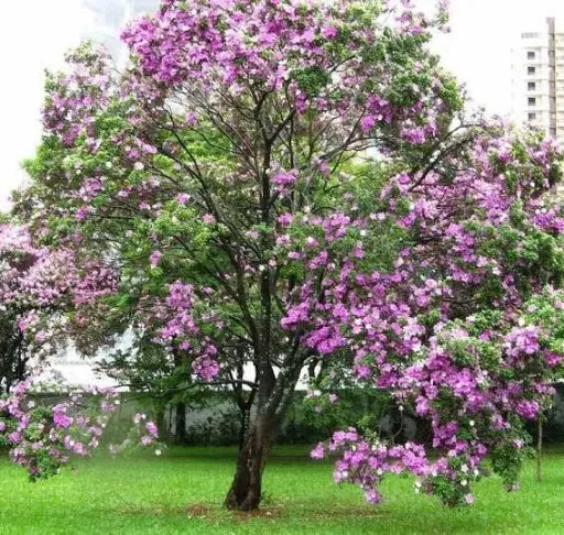 Bauhinia 7L Main image