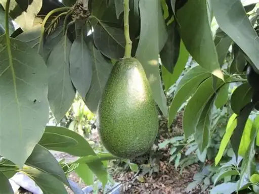 אבוקדו אטינגר 60 ליטר תמונה ראשית