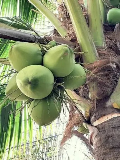 جوز هند الصورة الرئيسية
