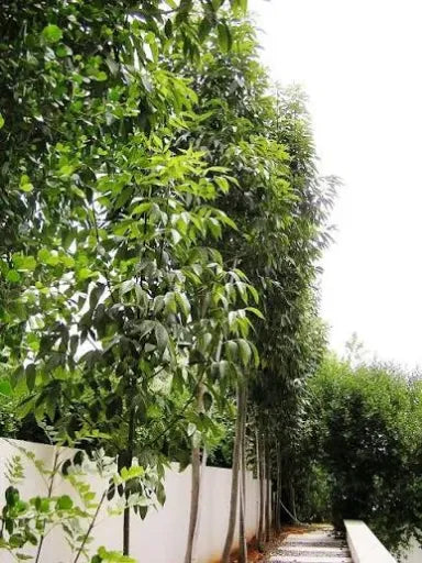Fraxinus Obelisk 8L Pot Main image