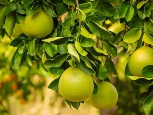 פמלה לבנה 50 ליטר Main image